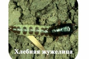 Хлібна жужелиця, або турун хлібний фото