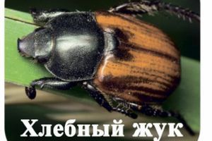Хлібний жук фото