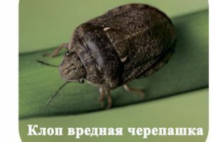 Клоп шкідлива черепашка фото