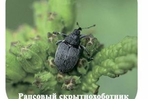 Ріпаковий скритнохоботник, або ріпаковий довгоносик фото