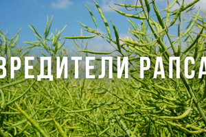 Шкідники ріпаку: поширені комахи, способи боротьби фото