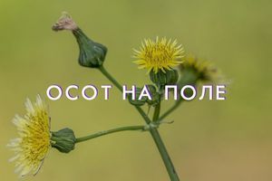 Як боротися з осотом на полі фото