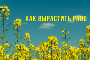 Як виростити ріпак фото