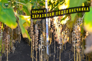 Заразиха соняшника: як боротися з вовчком на українських полях фото