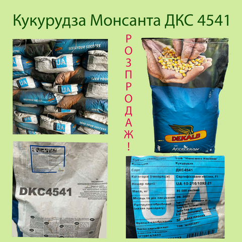 Кукурудза ДКС 4541 4541 фото